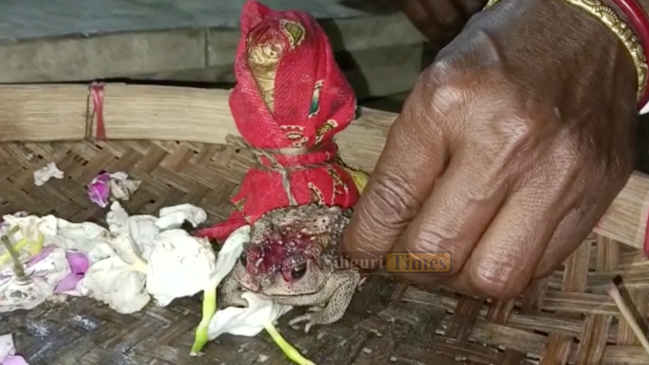 Frog wedding ritual performed in Tufanganj to please the Rain God ...