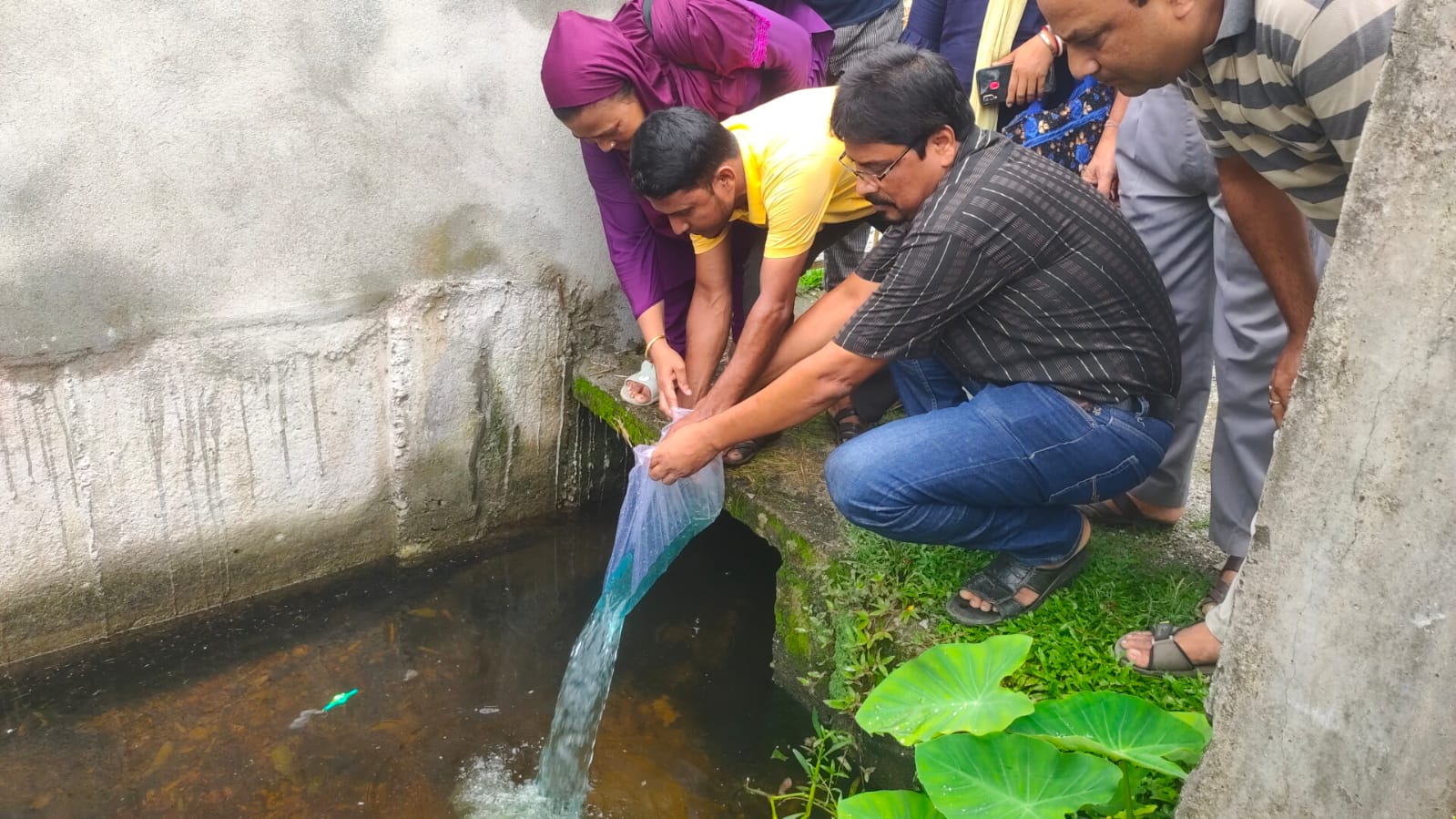 Guppy fish released in drainages of Fulbari for dengue prevention ...