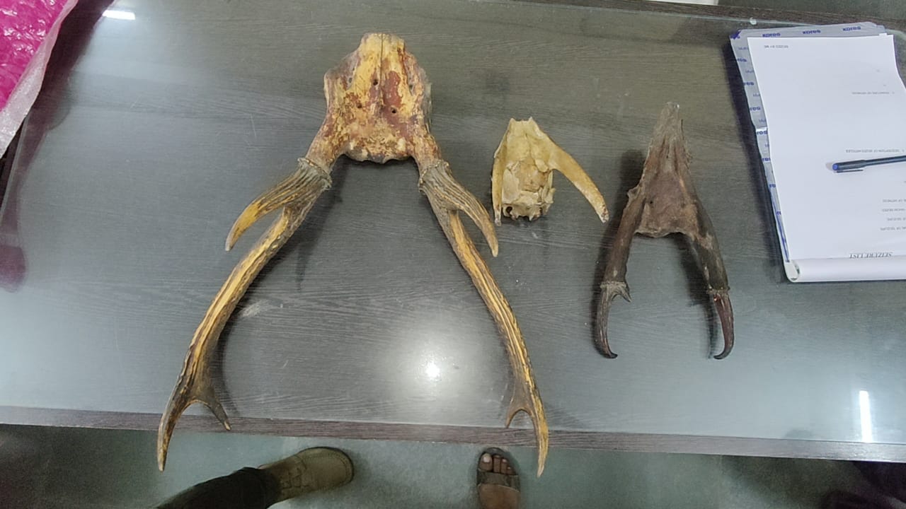 Two arrested with deer antlers worth crores in Bagdogra Siliguri