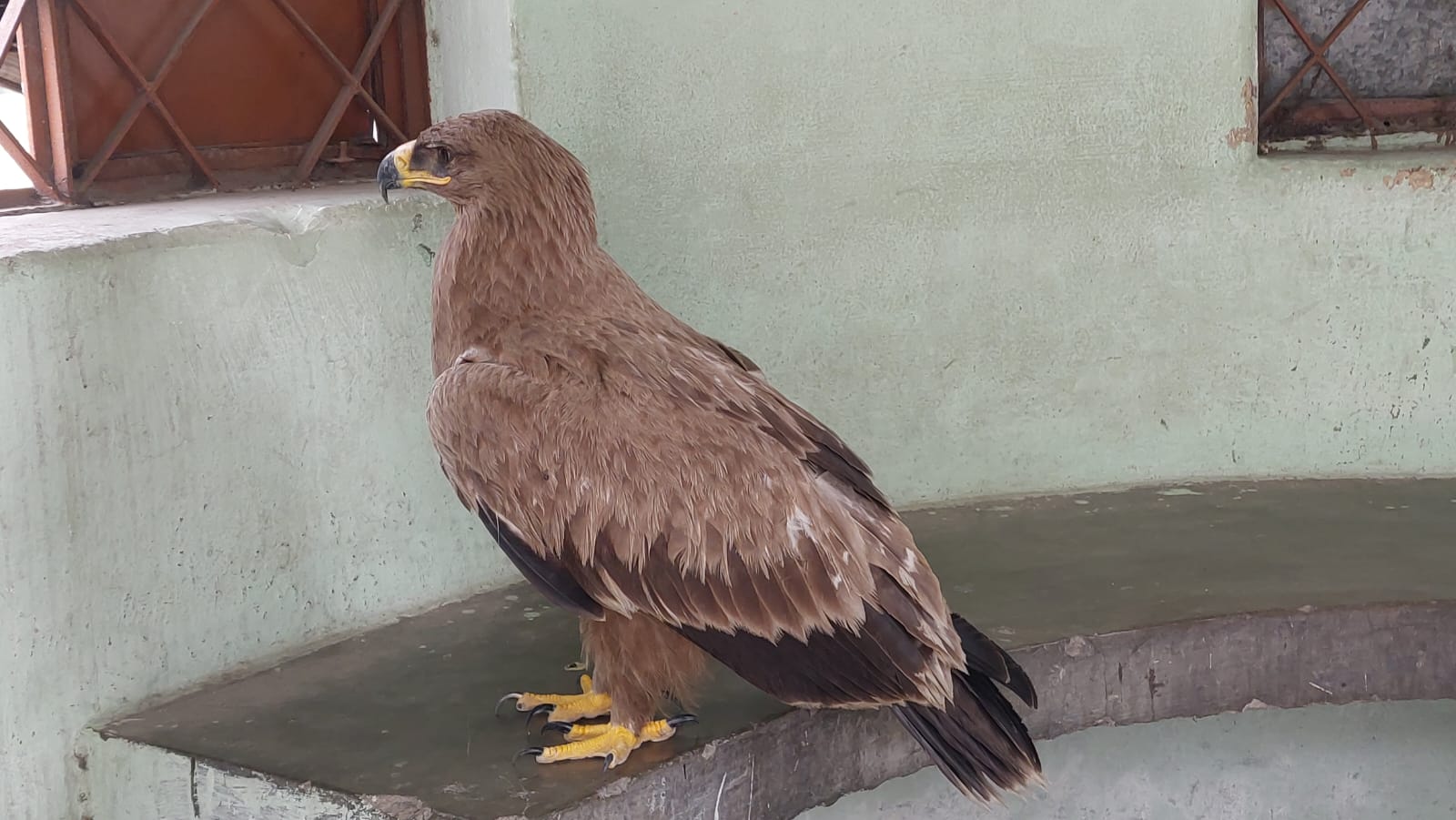 Forest officials rescue a hawk in Fulbari - Siliguri Times | Siliguri ...