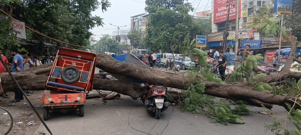 Near catastrophe on Sevoke Road in Siliguri: Massive tree falls ...