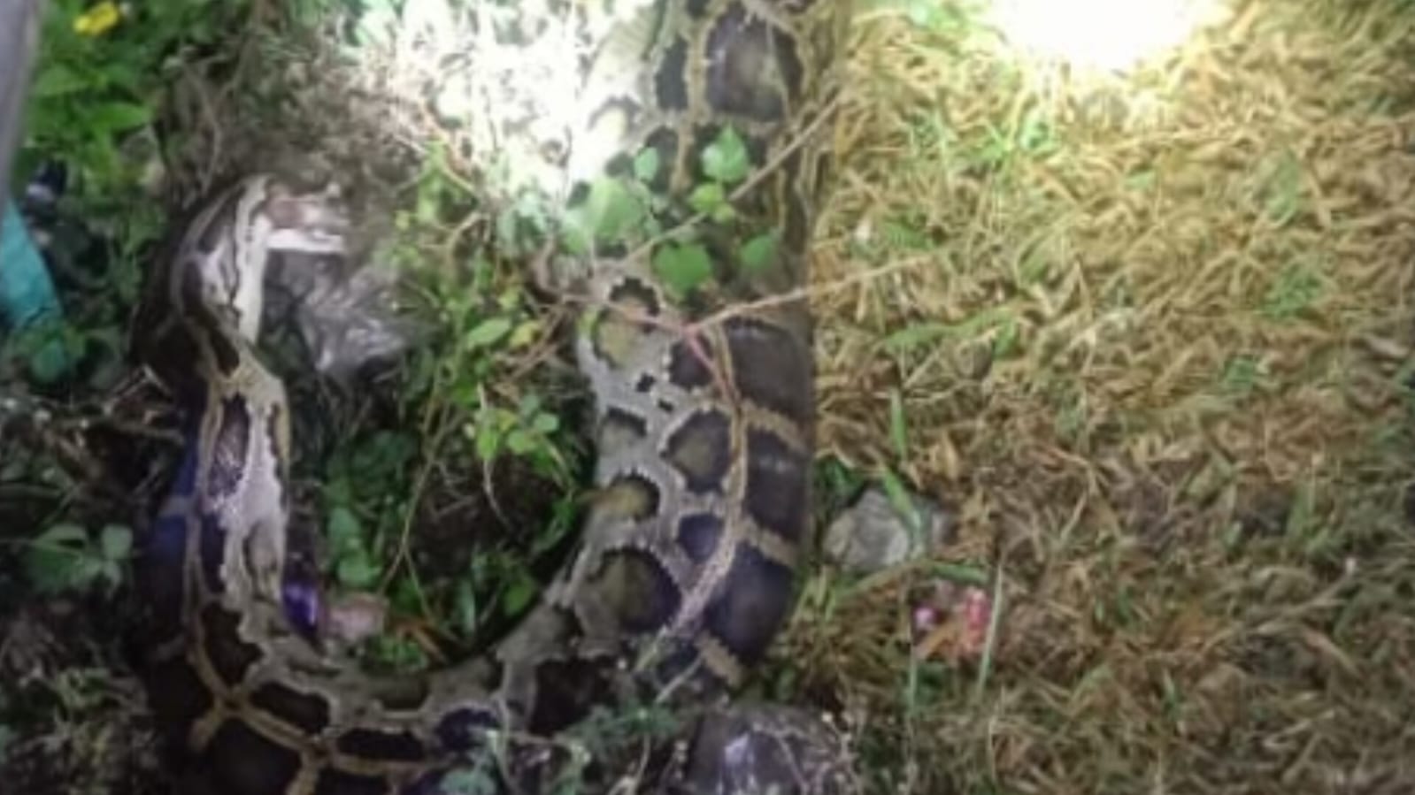 Akbar Python Death Python found dead on Asian Highway in Naxalbari - Siliguri Times ...