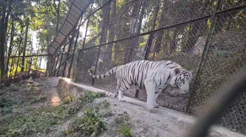 New Arrivals at Darjeeling Zoo: Two White Tigers and two Golden Jackals - Siliguri  Times | Siliguri News Updates